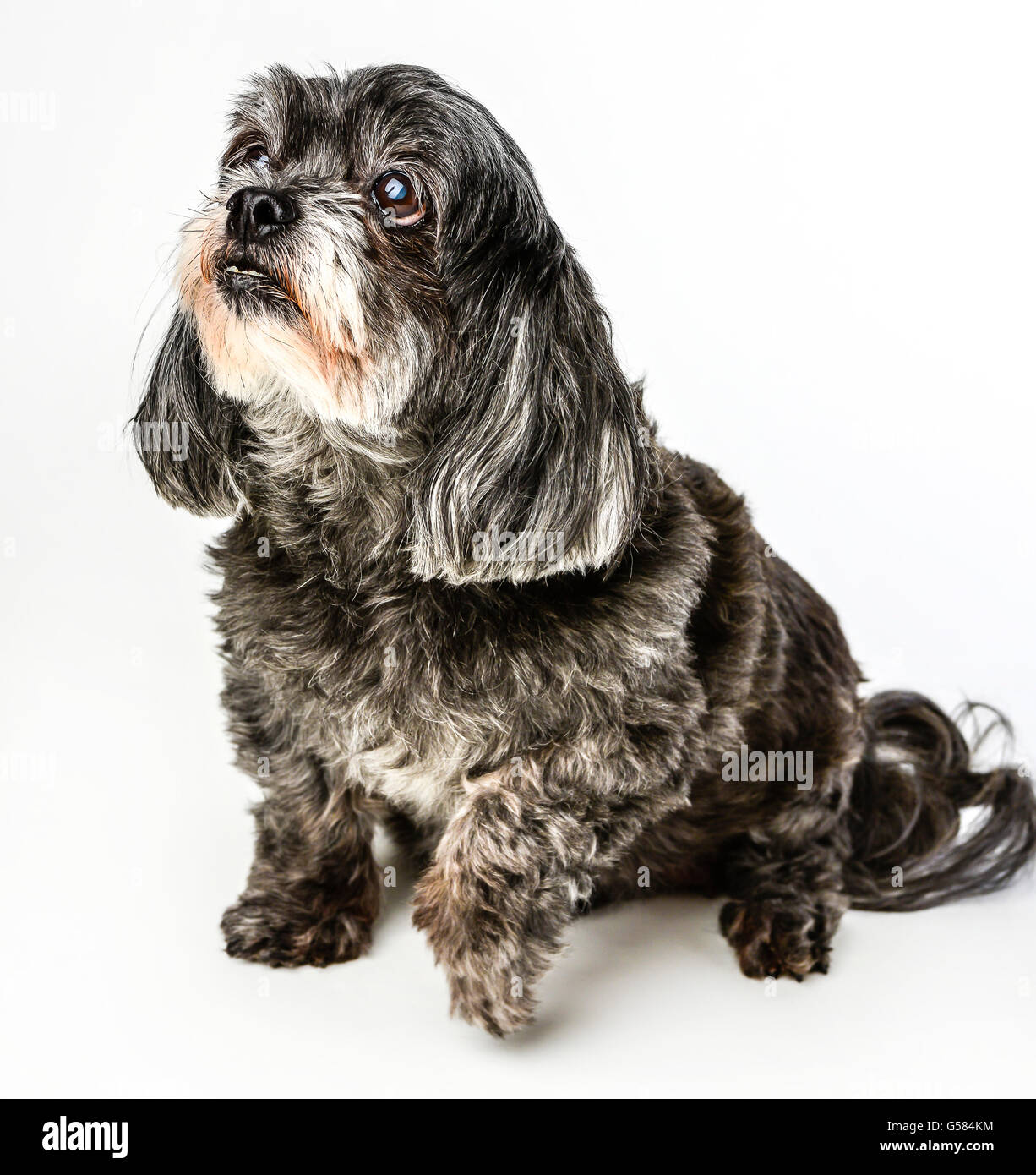 An adorable dark tri-colored mixed breed small dog posing with curious expression with front paw lifted on white background Stock Photo
