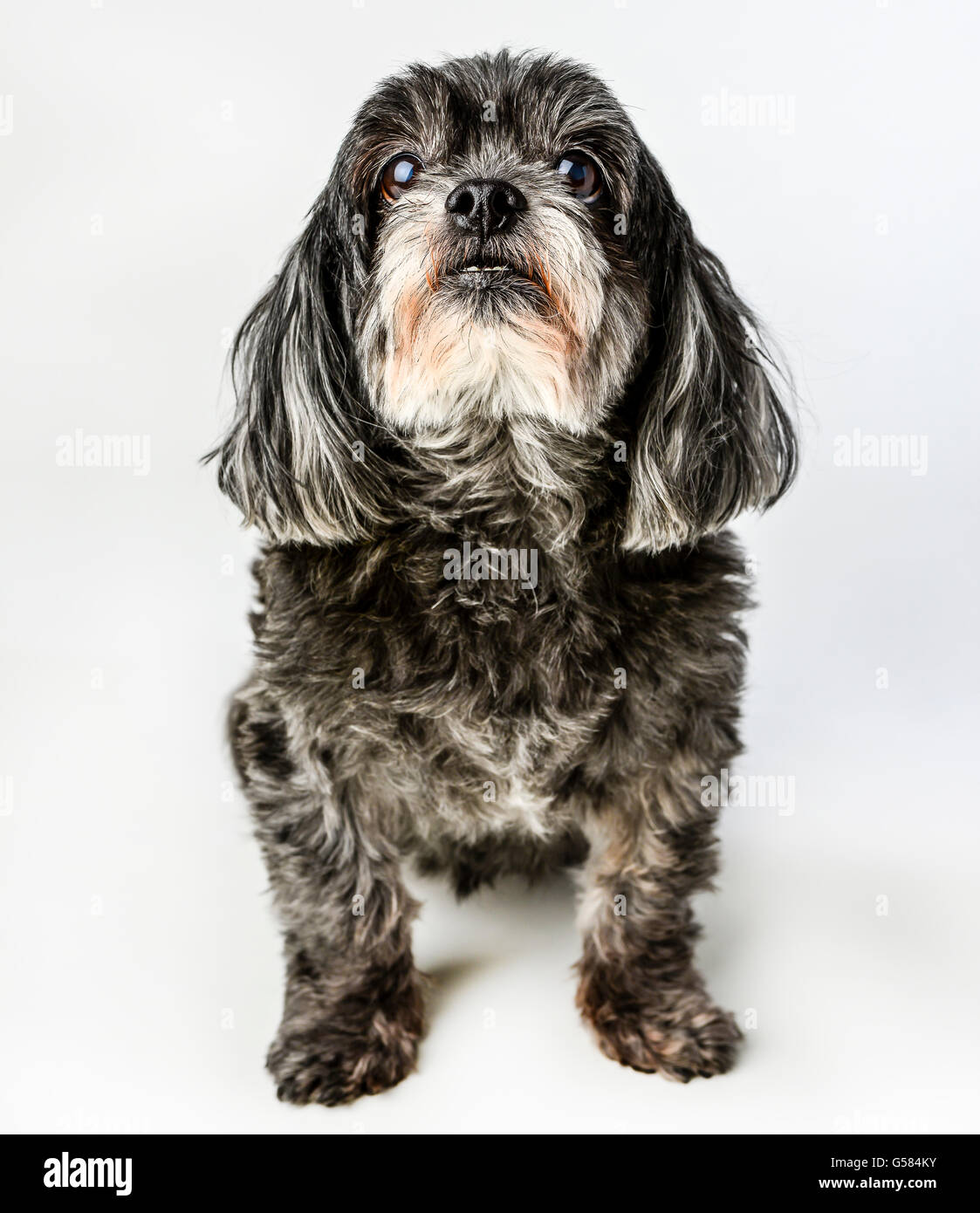 An adorable dark tri-colored mixed breed small dog posing with curious expression possibly awaiting a treat, on white background Stock Photo