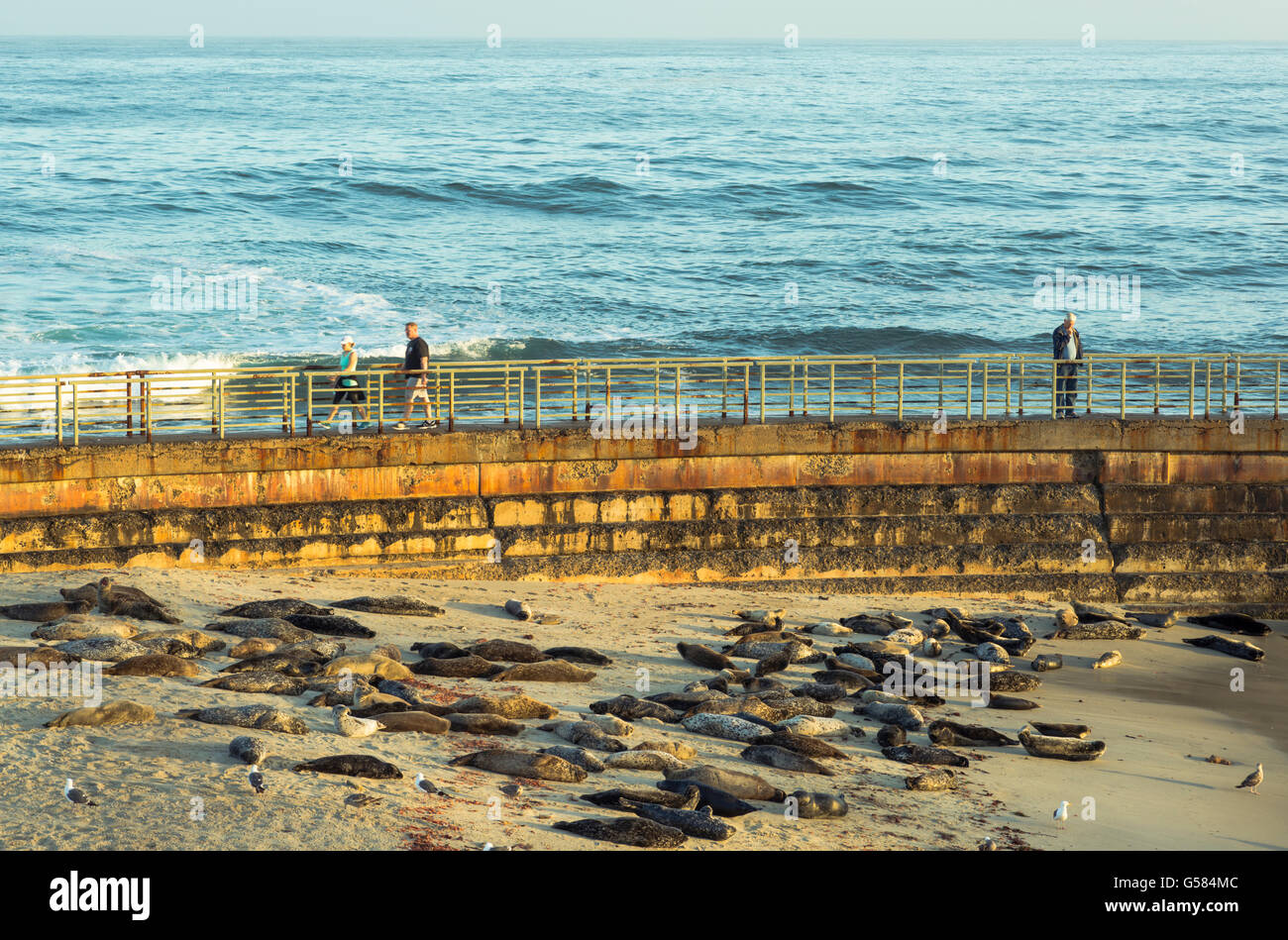 seals, beach, seawall. Children's Pool Beach, La Jolla, California