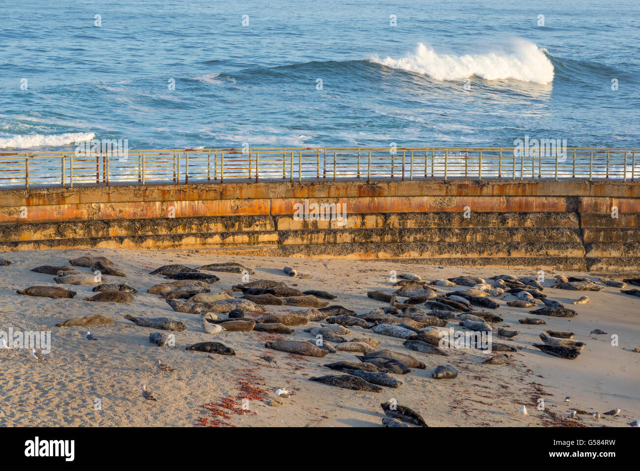 seals, beach, seawall.  Children's Pool Beach, La Jolla, California. Stock Photo