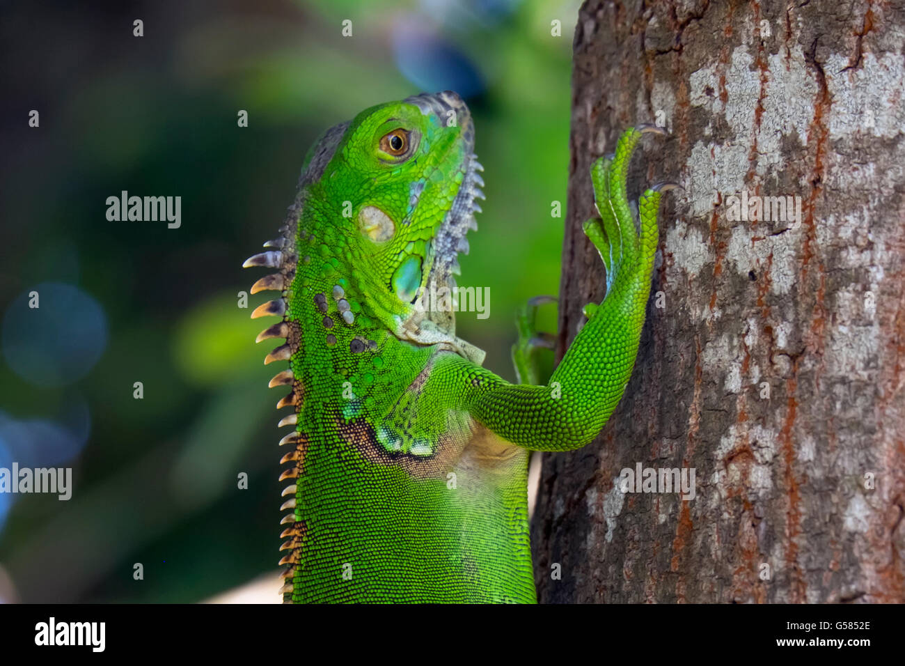 Large bright green lizard with partially shed skin sitting on a tree and looking at the camera Stock Photo