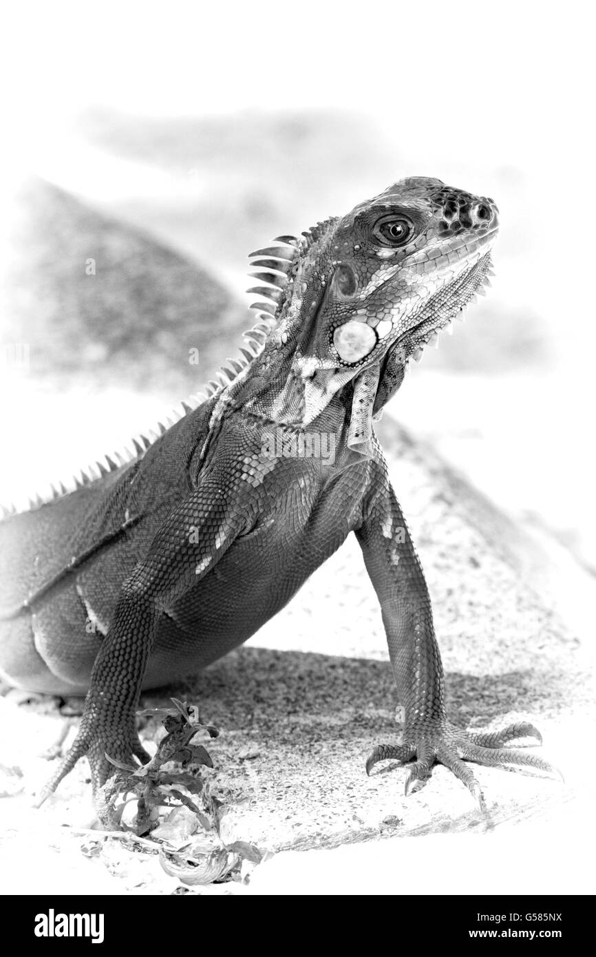 Digitally created pencil sketch of an iguana sitting on a wall Stock Photo