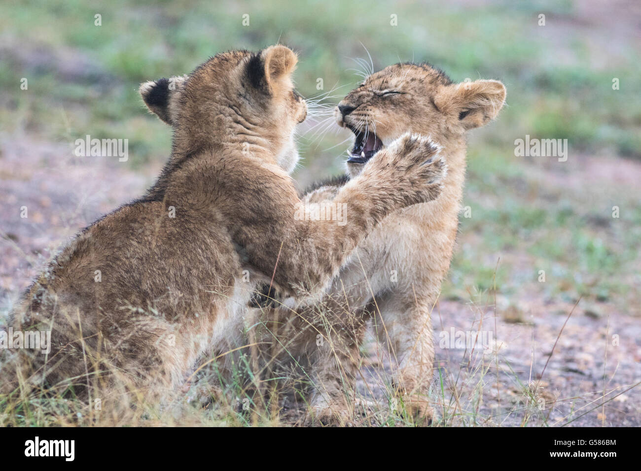 Two lion cubs fighting or playing, Masai Mara, Kenya, Africa Stock Photo