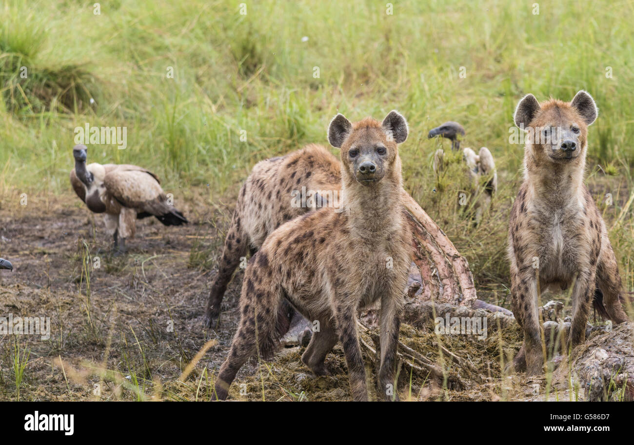 Three Black spotted Hyenas at a carcass and two are watching for lions, two White-backed Vultures in the background, Masai Mara Stock Photo