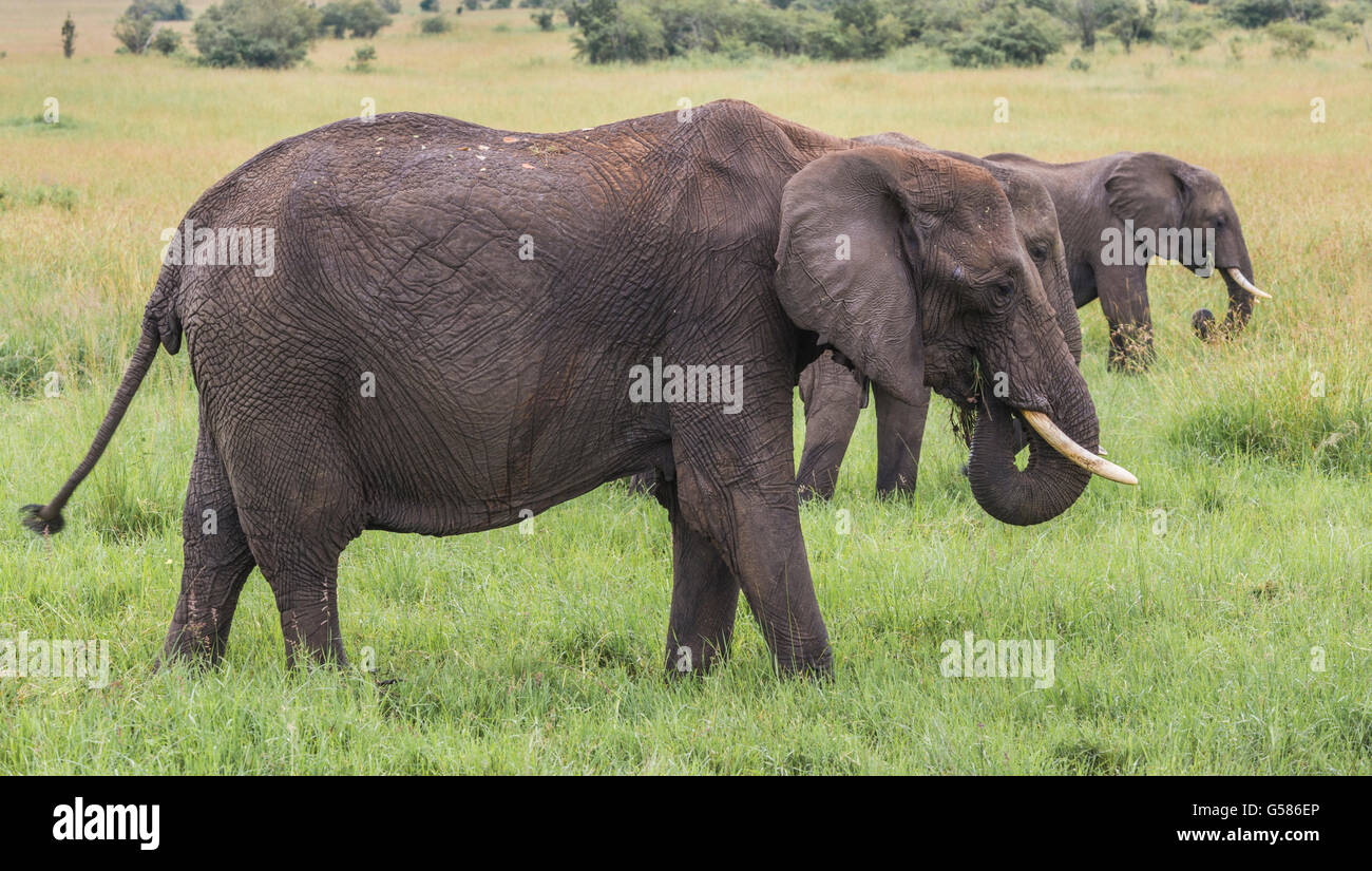 Three elephants on the savanna, eating grass, having grass in their