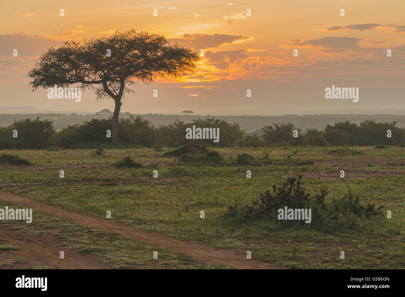 Sunrise over Masai Mara, fog is in the air and a big acacia tree in the foreground, Masai Mara, Kenya, Africa Stock Photo