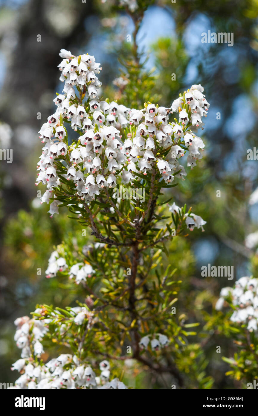 Flowers of Tree Heath, Erica arborea. Photo taken in Toledo Mountains, Ciudad Real Province, Spain Stock Photo