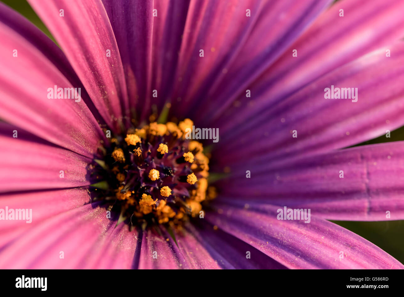 macro yellow pollen and purple petal of purple daisy Stock Photo