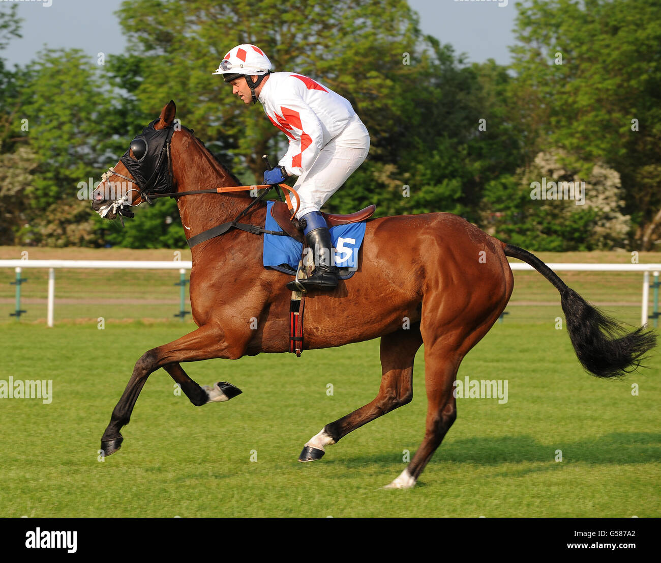 Oscar the Myth ridden by Phillip York in The Paul Rackham Champion Novices' Hunters' Steeple Chase Stock Photo
