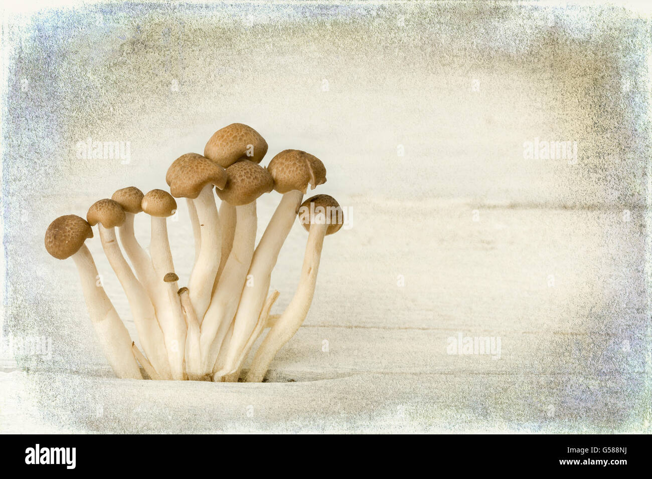 Assorted edible mushrooms on a vintage grunge table with painterly textures Stock Photo