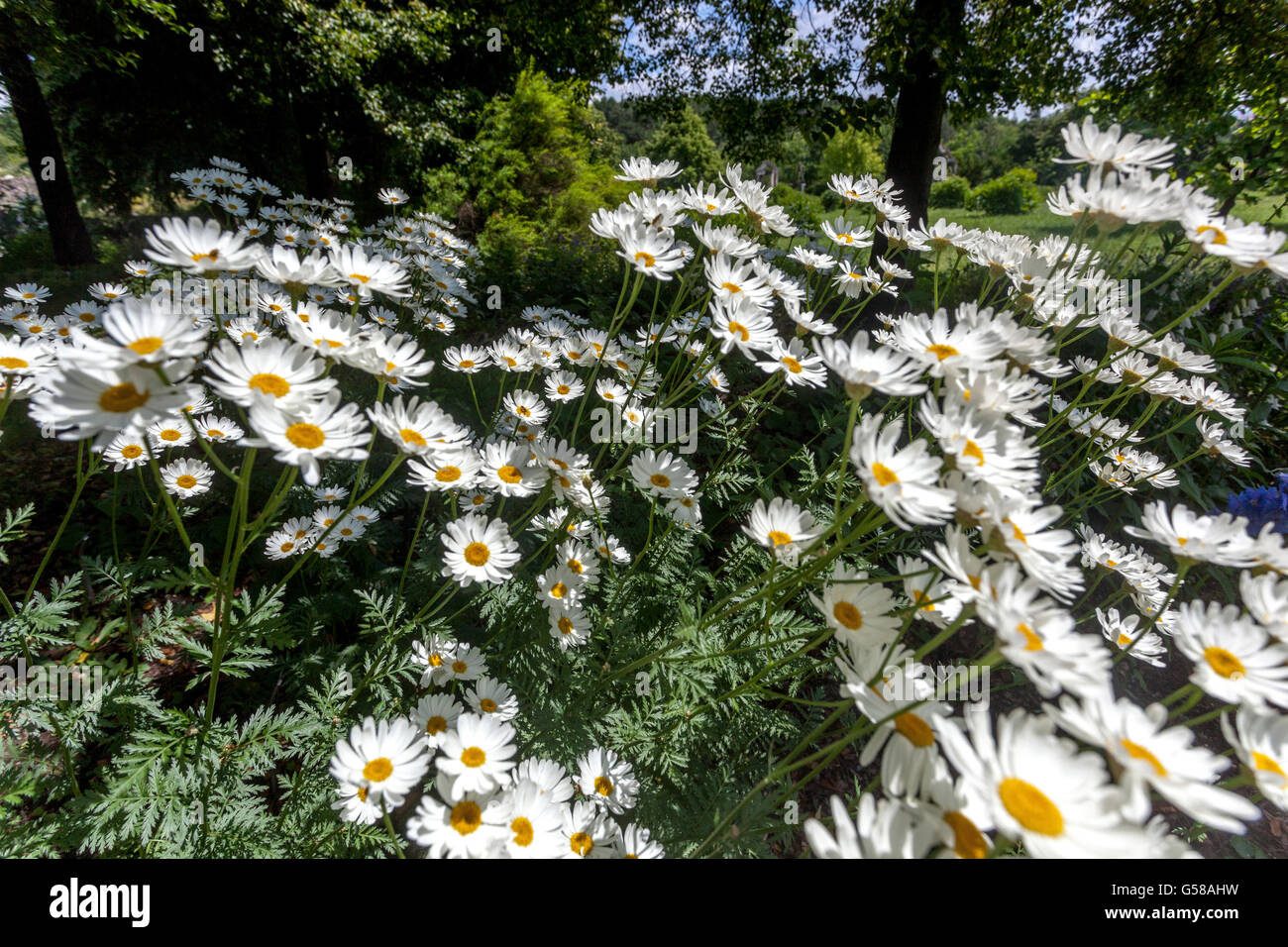 Tanacetum corymbosum 'Festtafel', scentless feverfew, corymbflower