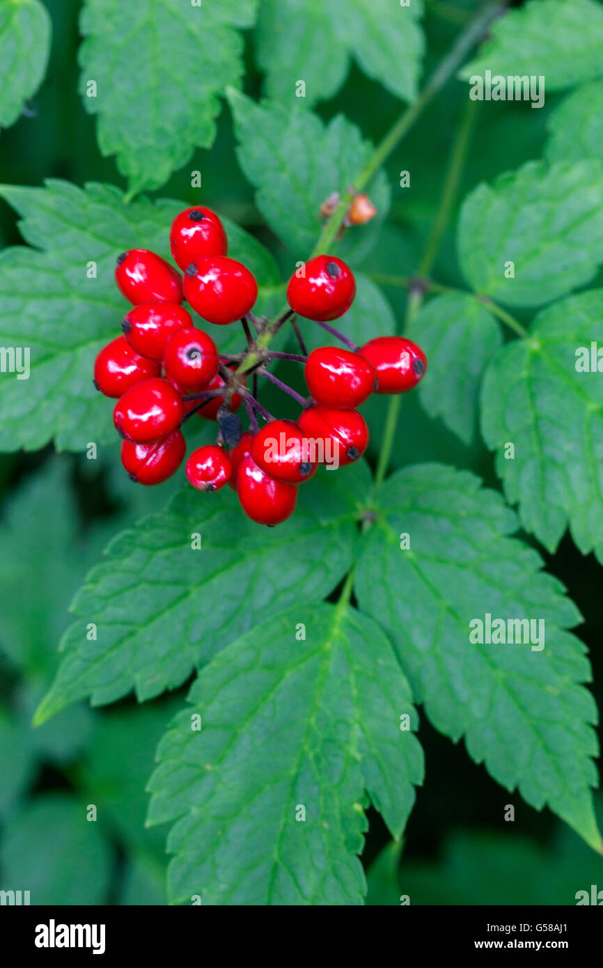 Actaea rubra, red baneberry, chinaberry, doll's eye deadly nightshade Stock Photo