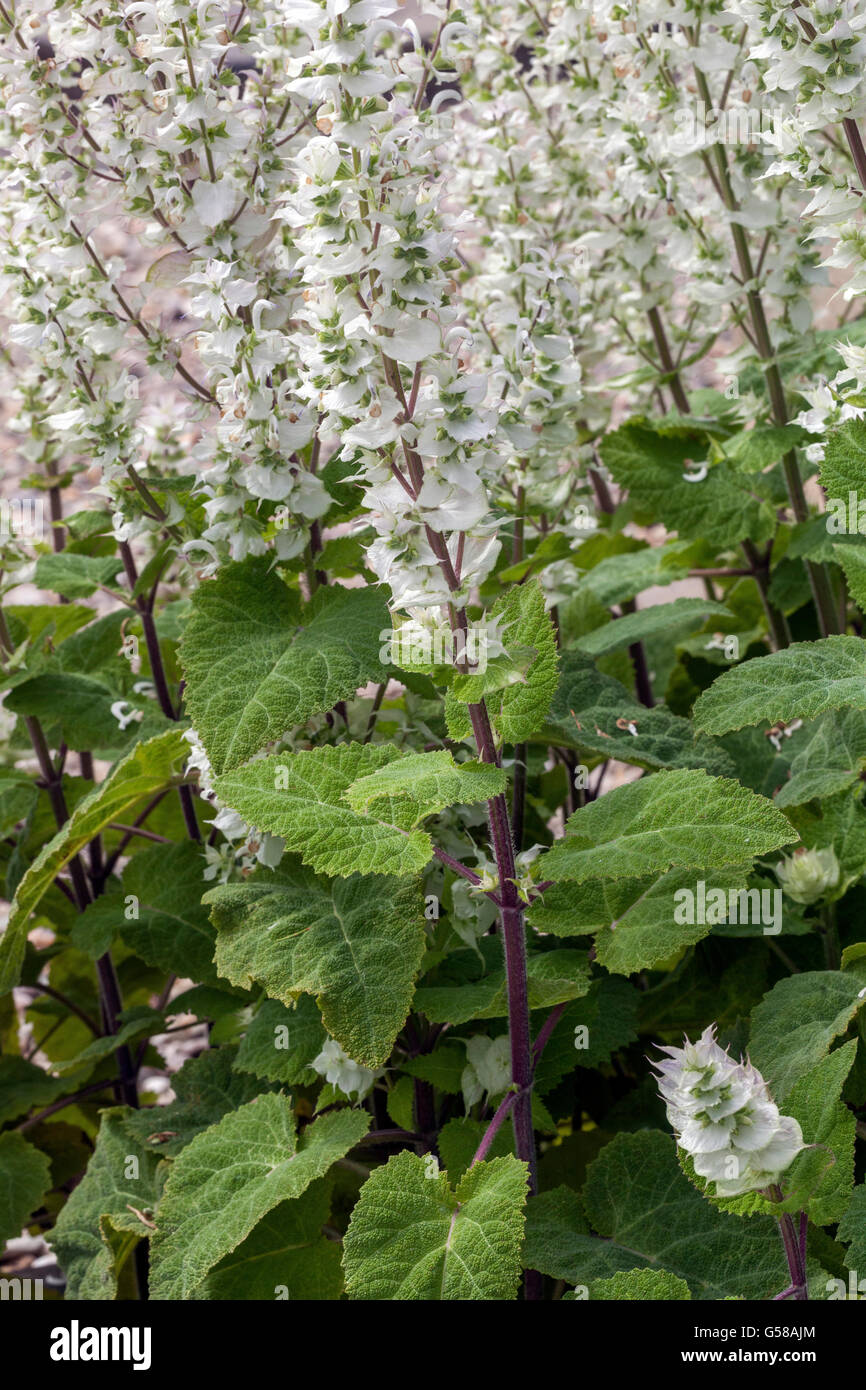 Salvia sclarea - Clary Sage garden Stock Photo - Alamy