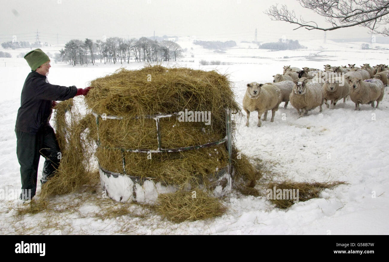 Snow In Scotland Farmer Stock Photo