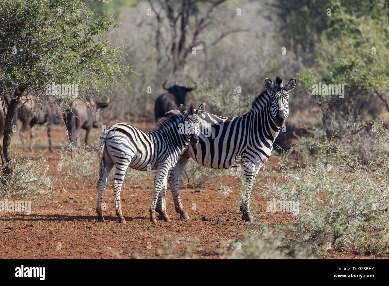 Young zebra with mum standing in dry bush veld, both looking at camera Stock Photo