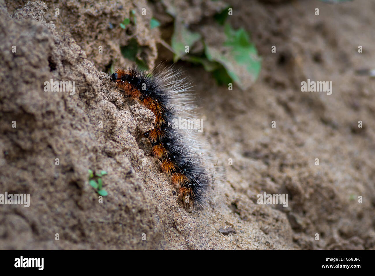 The Garden Tiger Moth caterpillar (commonly known as the woolly bear), Spurn Point, UK Stock Photo
