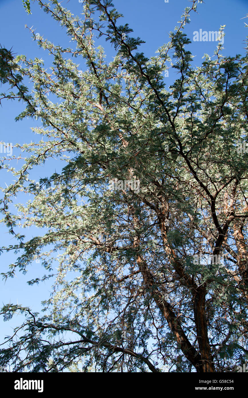 Acacia Erioloba Tree in Namibia Stock Photo
