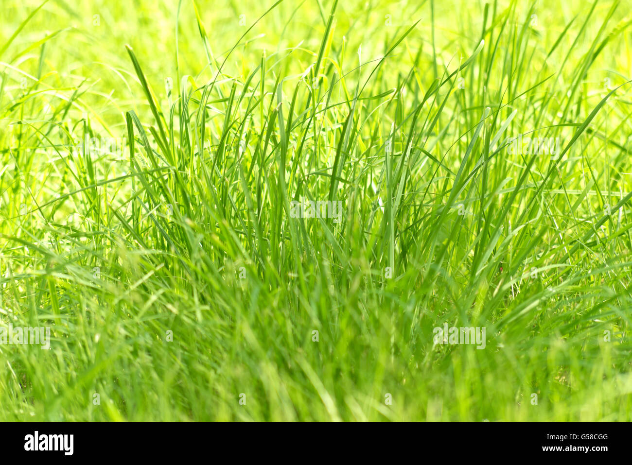 Close up shot grass hi-res stock photography and images - Alamy