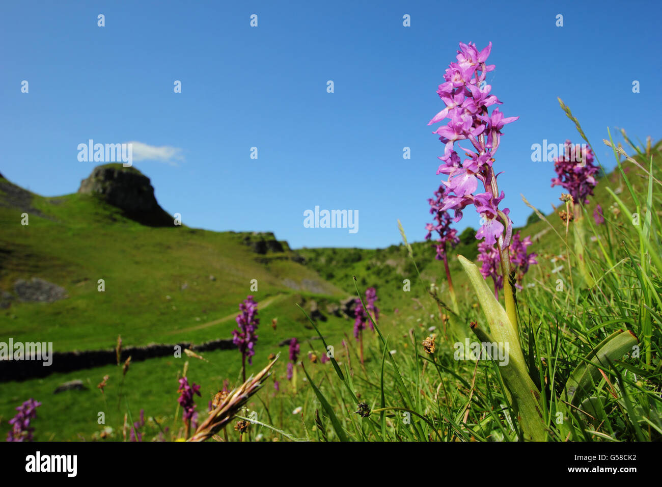 Early purple orchids on the upper slopes of Cressbrook Dale looking to Peter's Stone (pictured), Peak District, Derbyshire UK EU Stock Photo