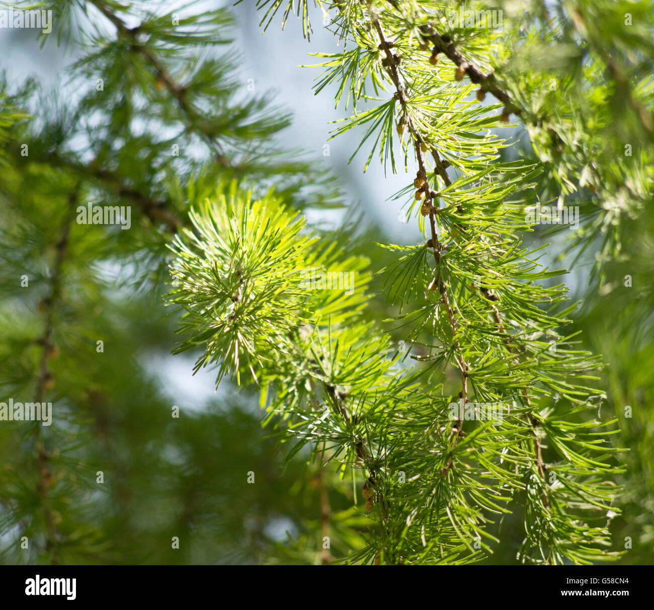 close up shot of green fir branch Stock Photo - Alamy