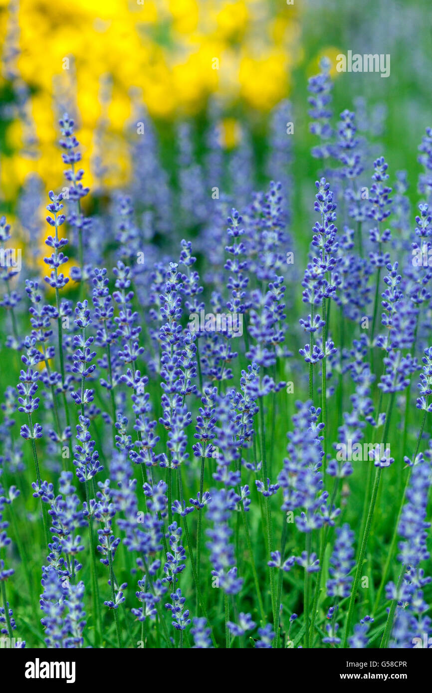 Lavender - Lavandula angustifolia Stock Photo