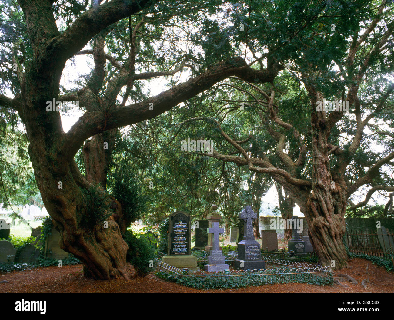 Yew tree sap hires stock photography and images Alamy