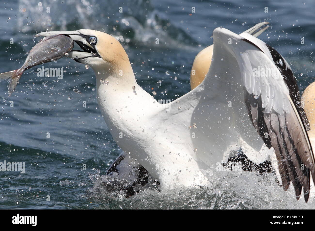 diving hires stock photography and images Alamy