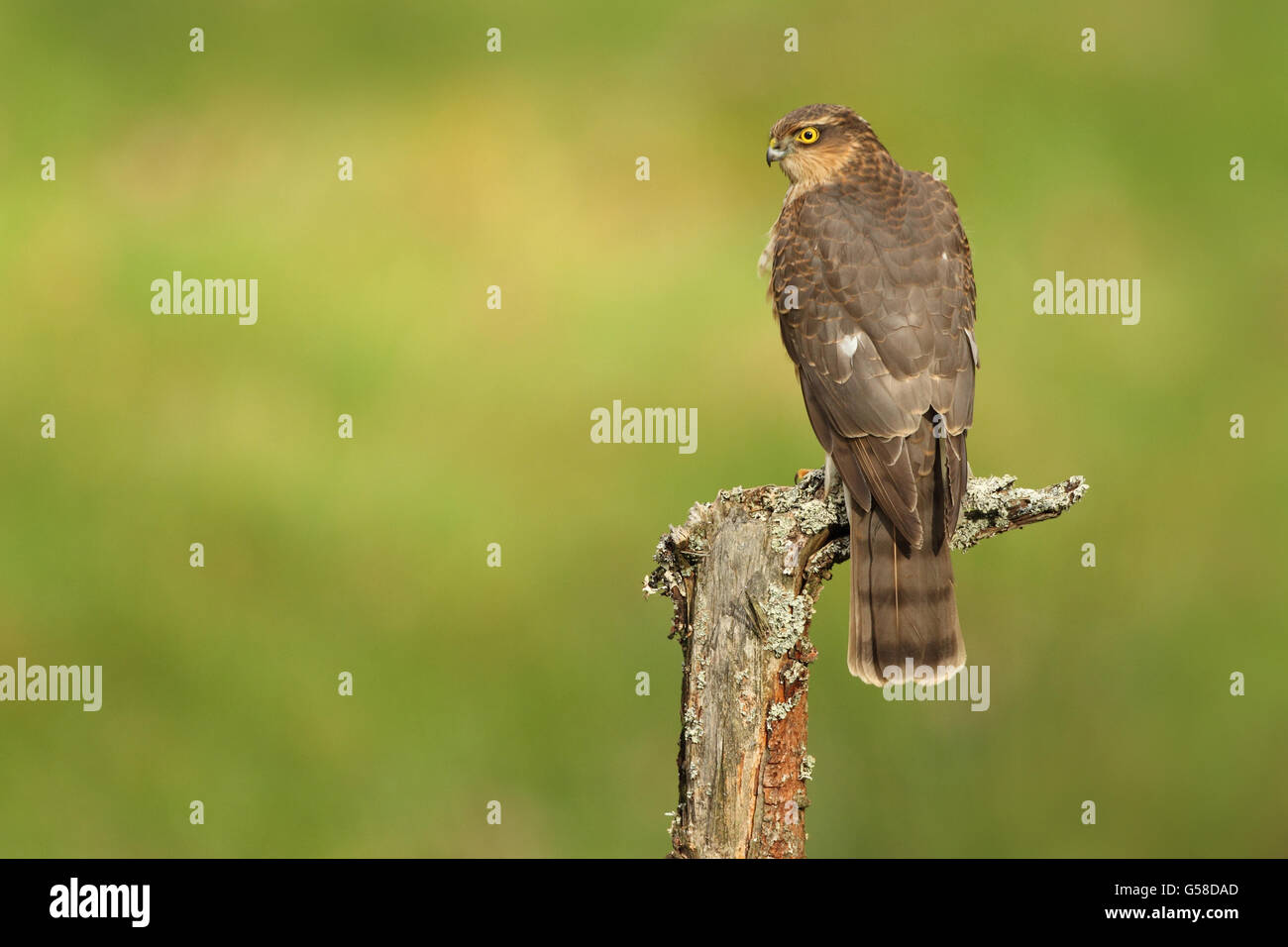 Sparrow Hawk Stock Photo
