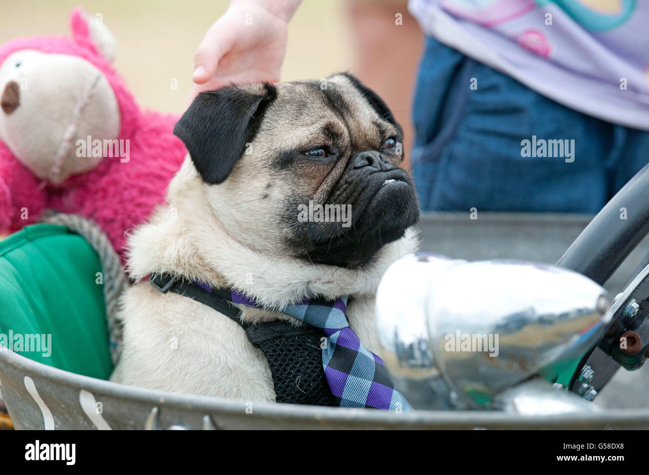 Pug dog named Stanley riding around the Bristol Volkswagen Festival in