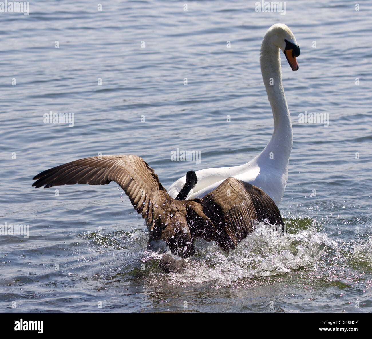 Amazing picture with the Canada goose attacking the swan on the lake Stock Photo