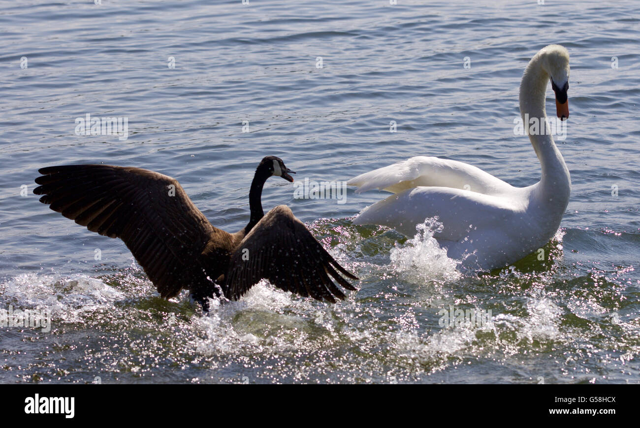 Picture with the Canada goose attacking the swan on the lake Stock Photo