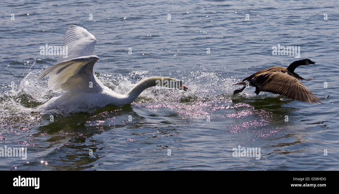 Amazing picture with the angry swan attacking the Canada goose Stock Photo
