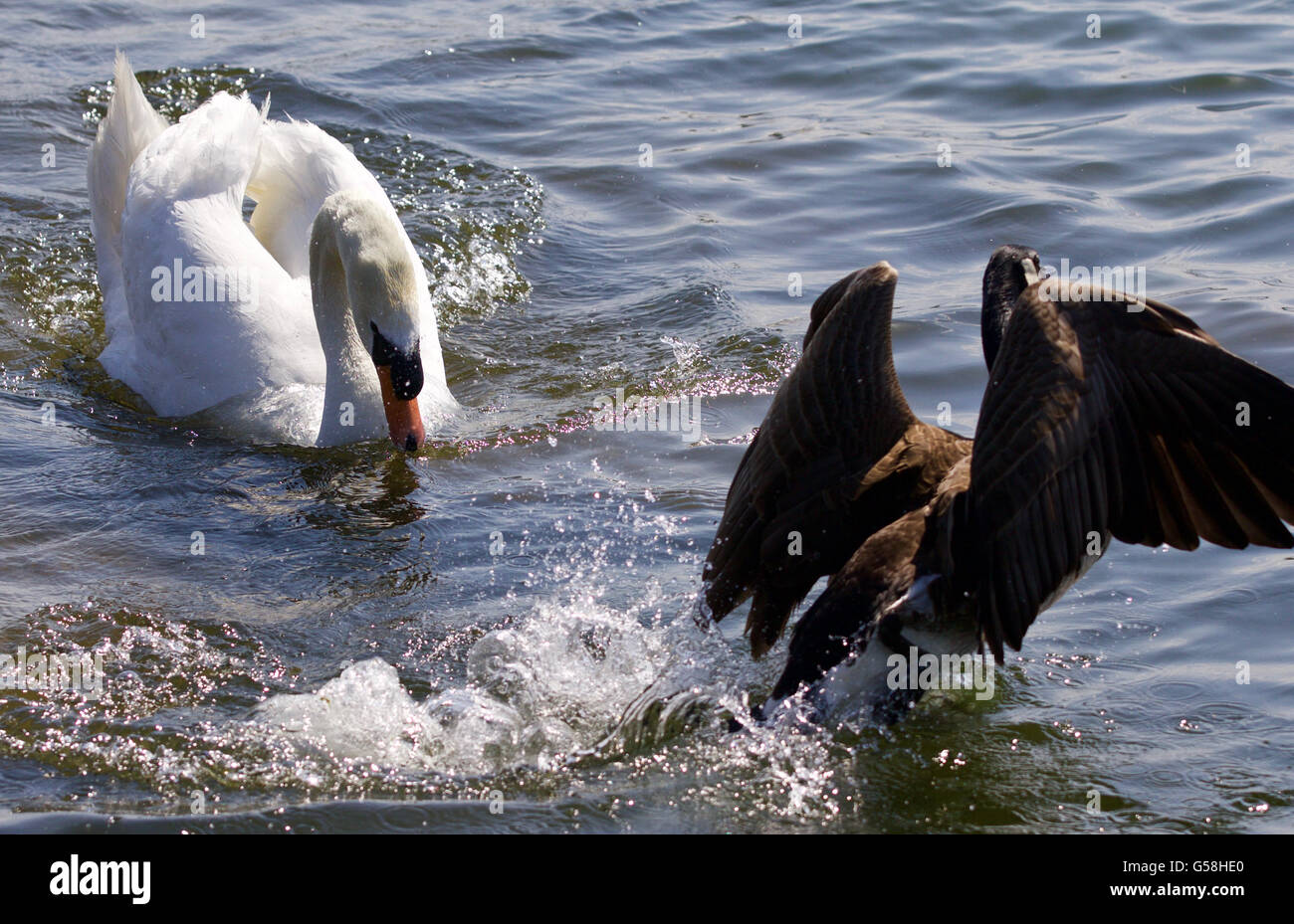 Picture of the swan chasing the Canada goose Stock Photo