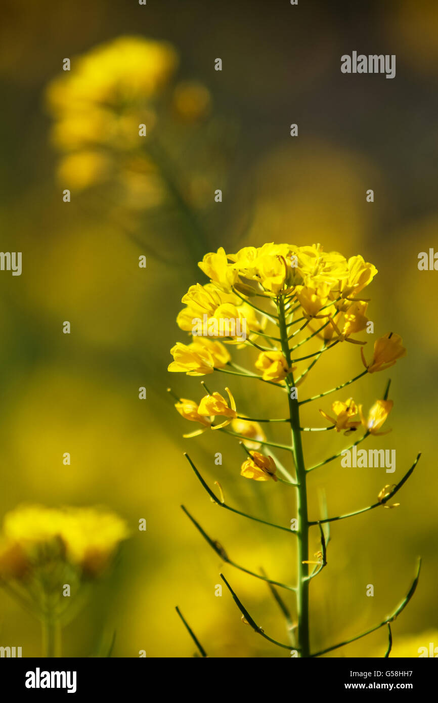 Close up view at Field mustard (Brassica rapa) in the field Stock Photo