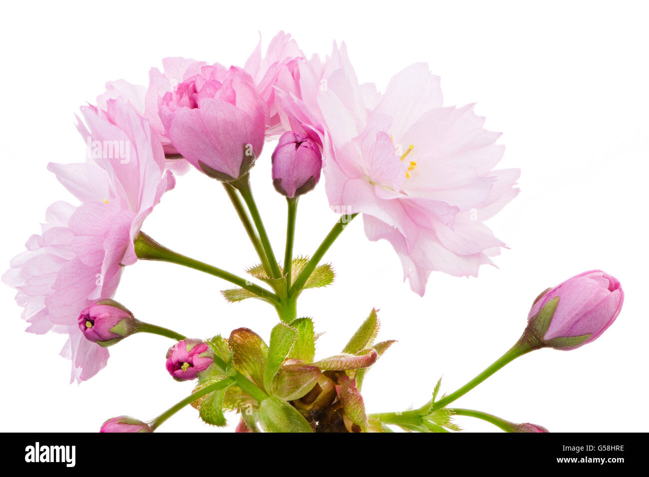 Macro of an isolated twig with pink cherry blossoms Stock Photo - Alamy