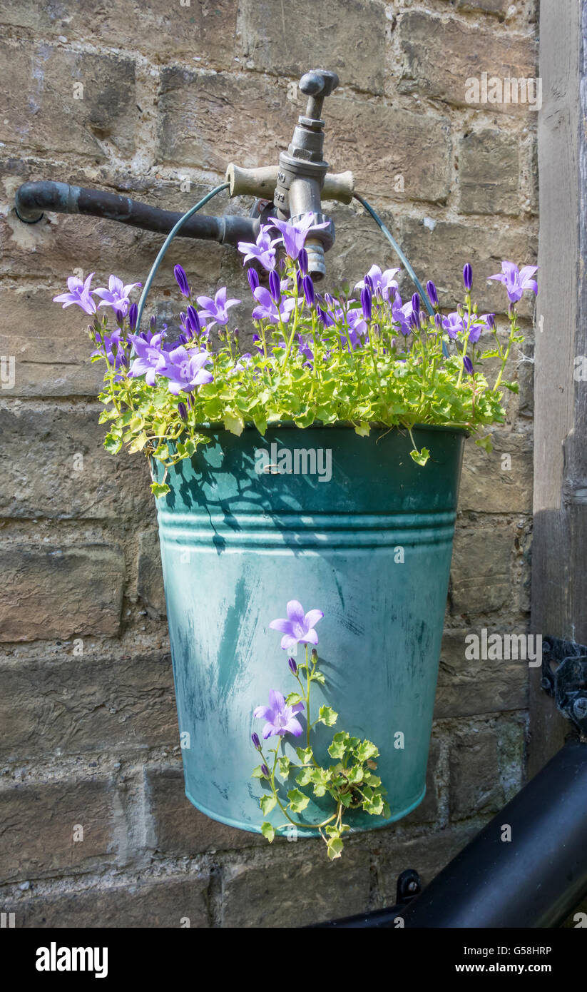 Campanula garden plant in small bucket hanging from outside water tap Stock Photo