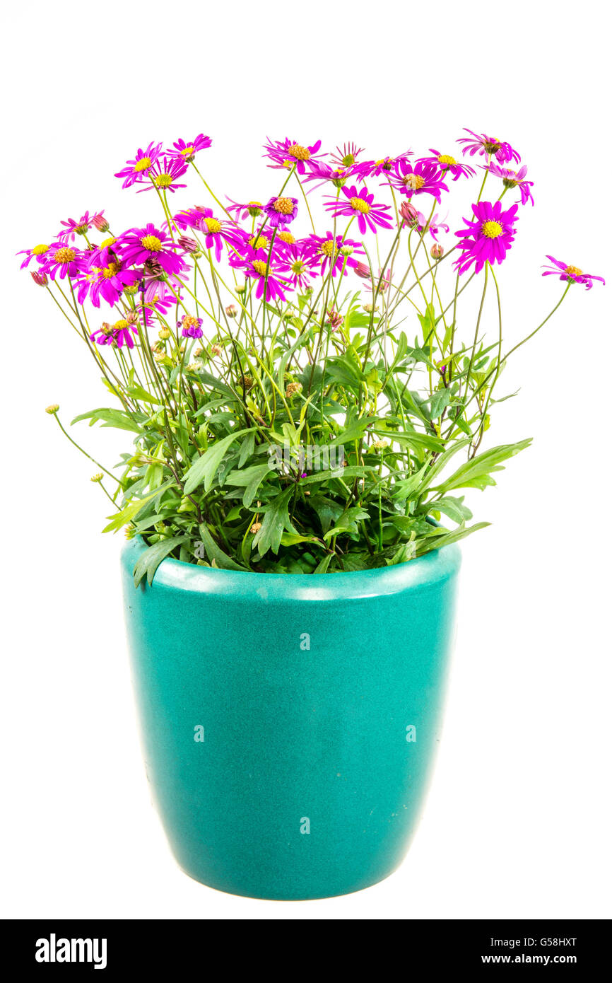 Isolated potted blue dasy flower (Brachyscome Multifida Magenta Delight) Stock Photo