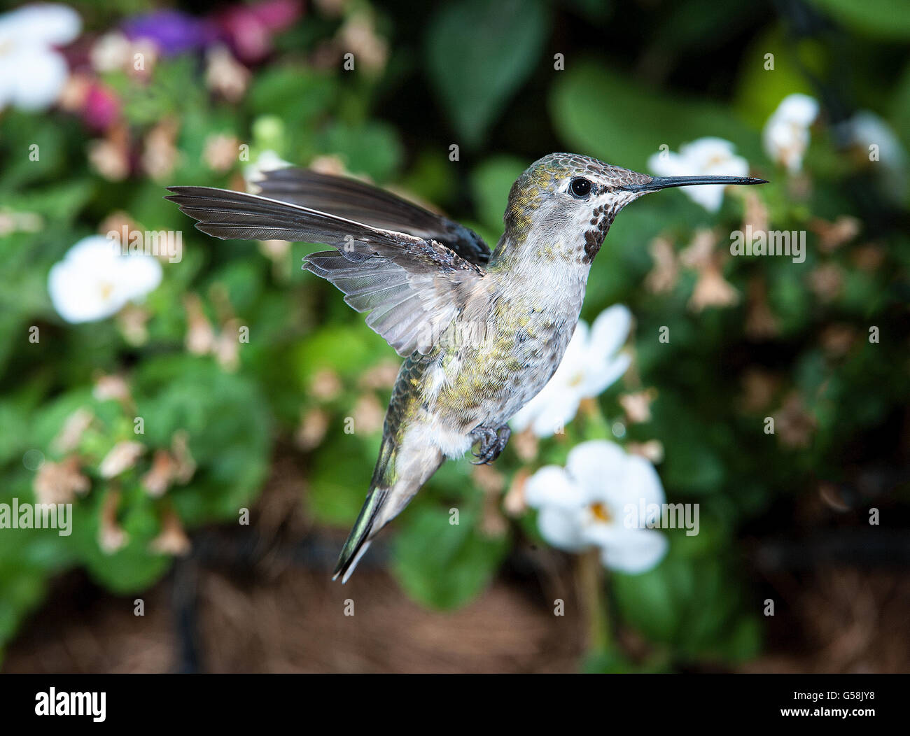 Anna's Hummingbird (Calypte anna) in flight Stock Photo