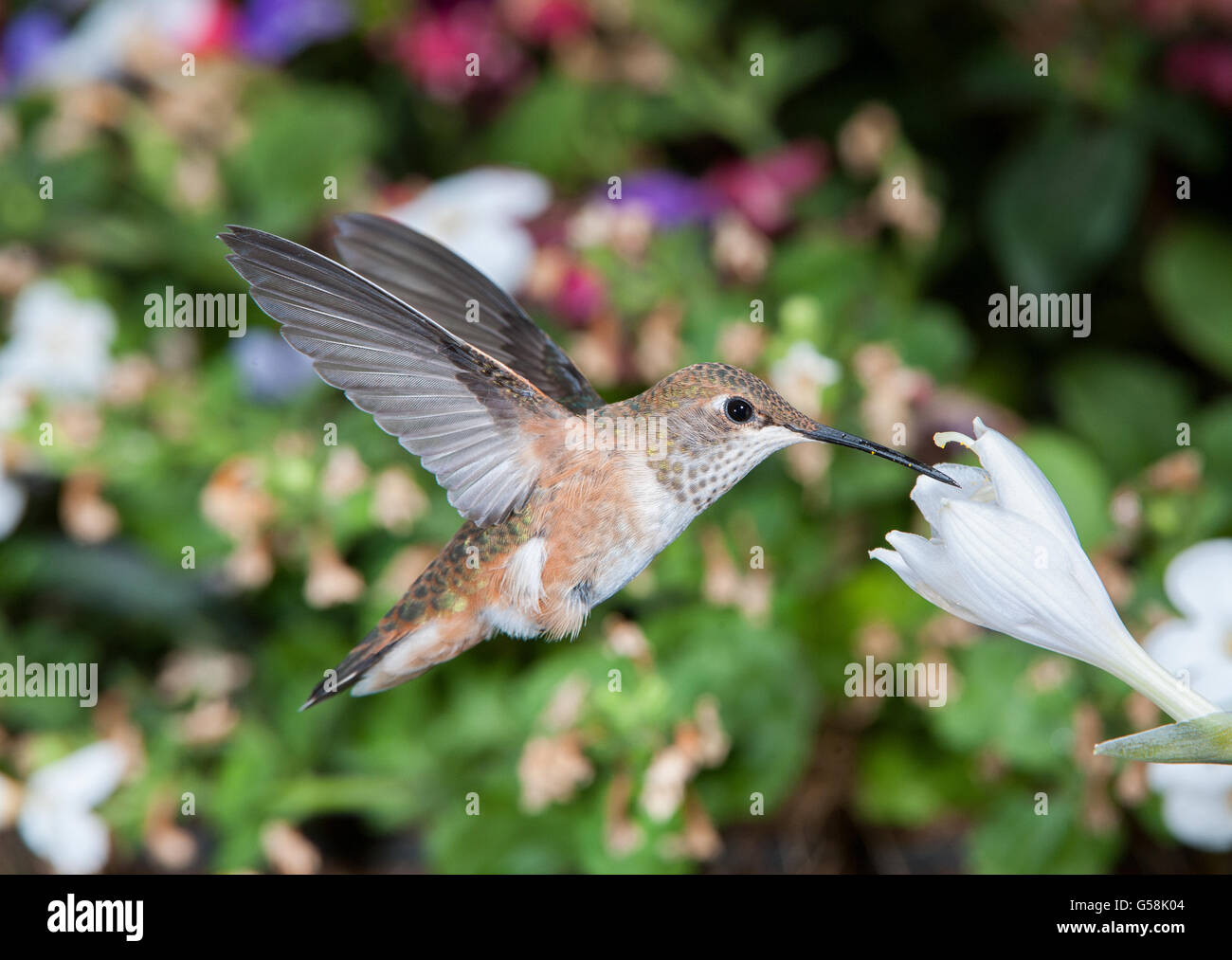 Female Rufous Hummingbird (Selasphorus rufus) feeding at a Hosta flower