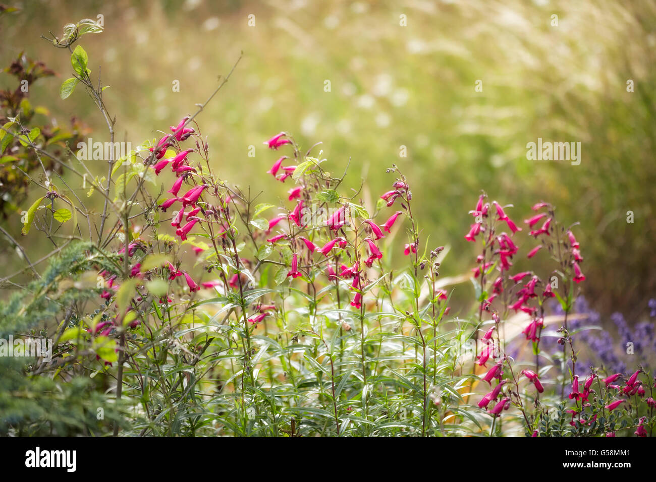 Summer sunny flower garden hi-res stock photography and images - Alamy