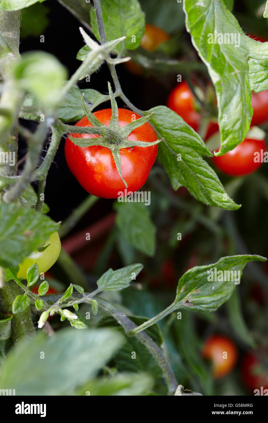 Outdoor tomato plants Stock Photo Alamy