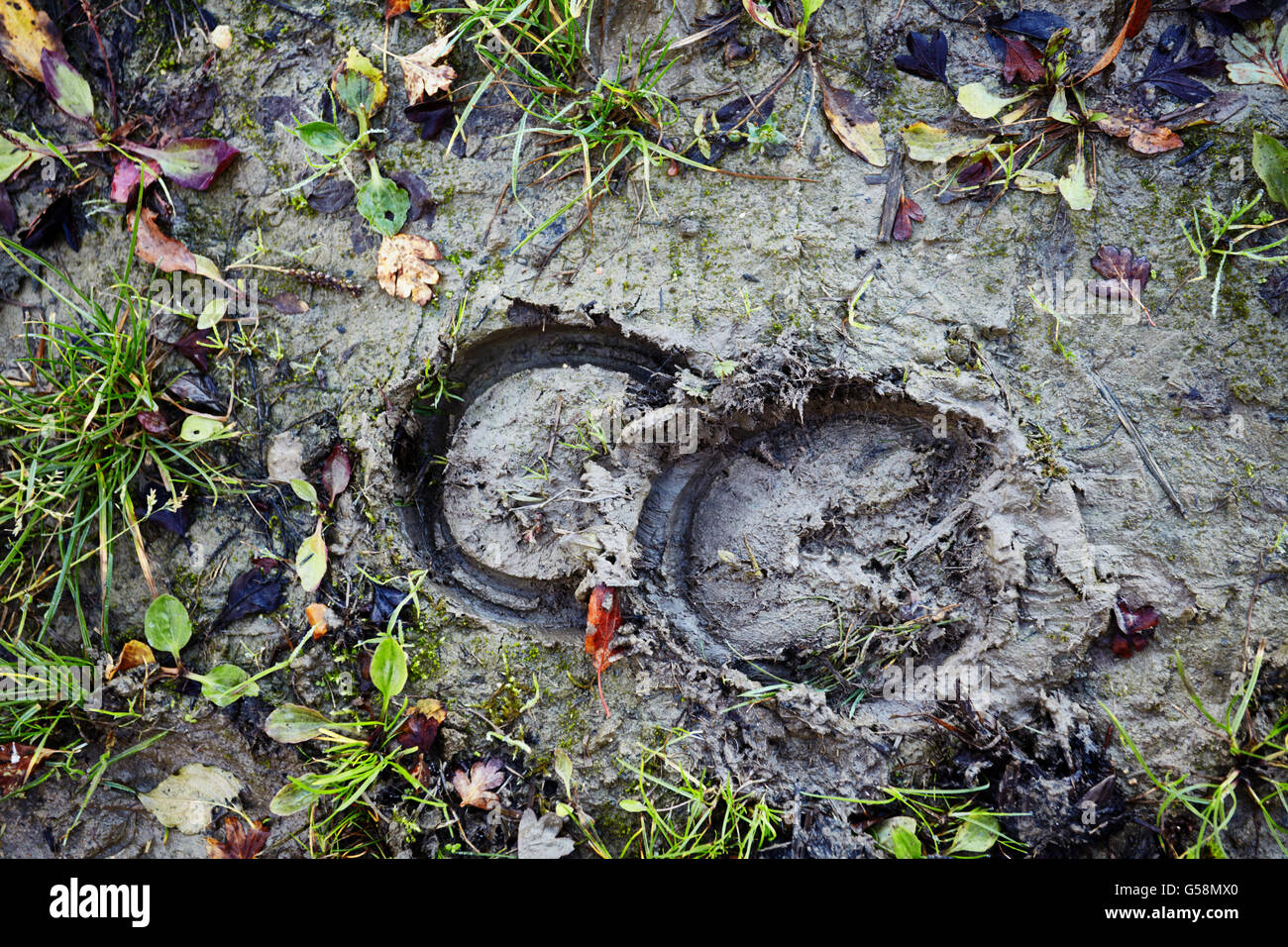 Hoof Prints High Resolution Stock Photography and Images Alamy