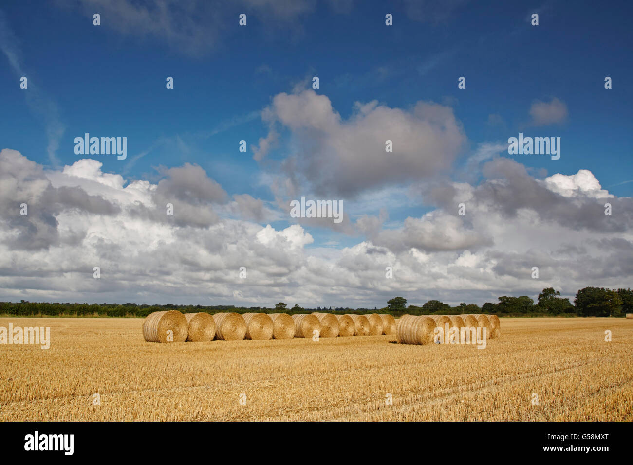 Straw Bales in a Norfolk Harvest Field Stock Photo