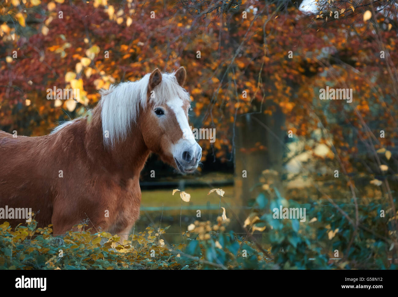 Haflinger horse in autumn Stock Photo