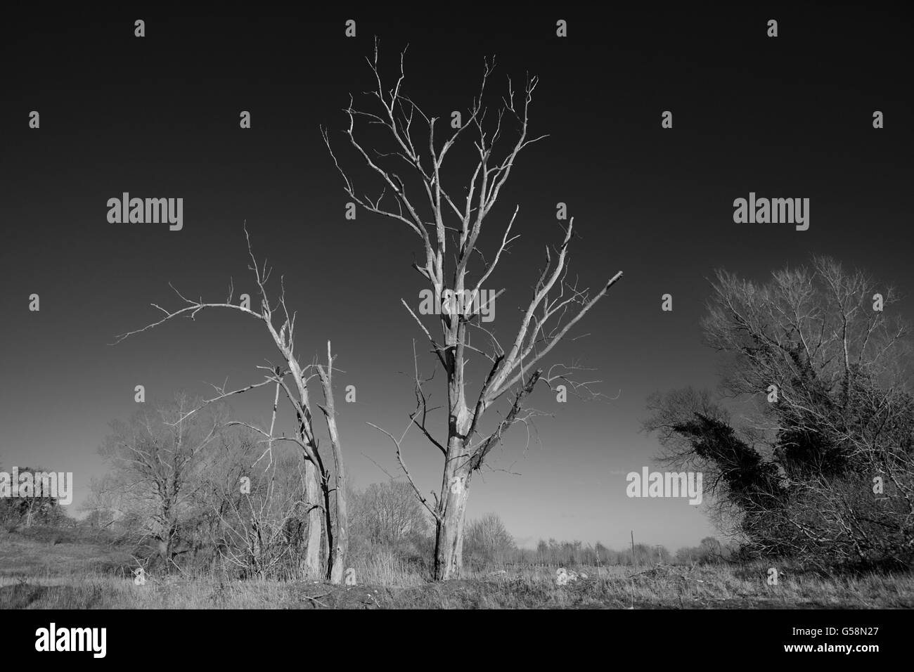 Dead Trees on the site of a disused quarry Stock Photo Alamy