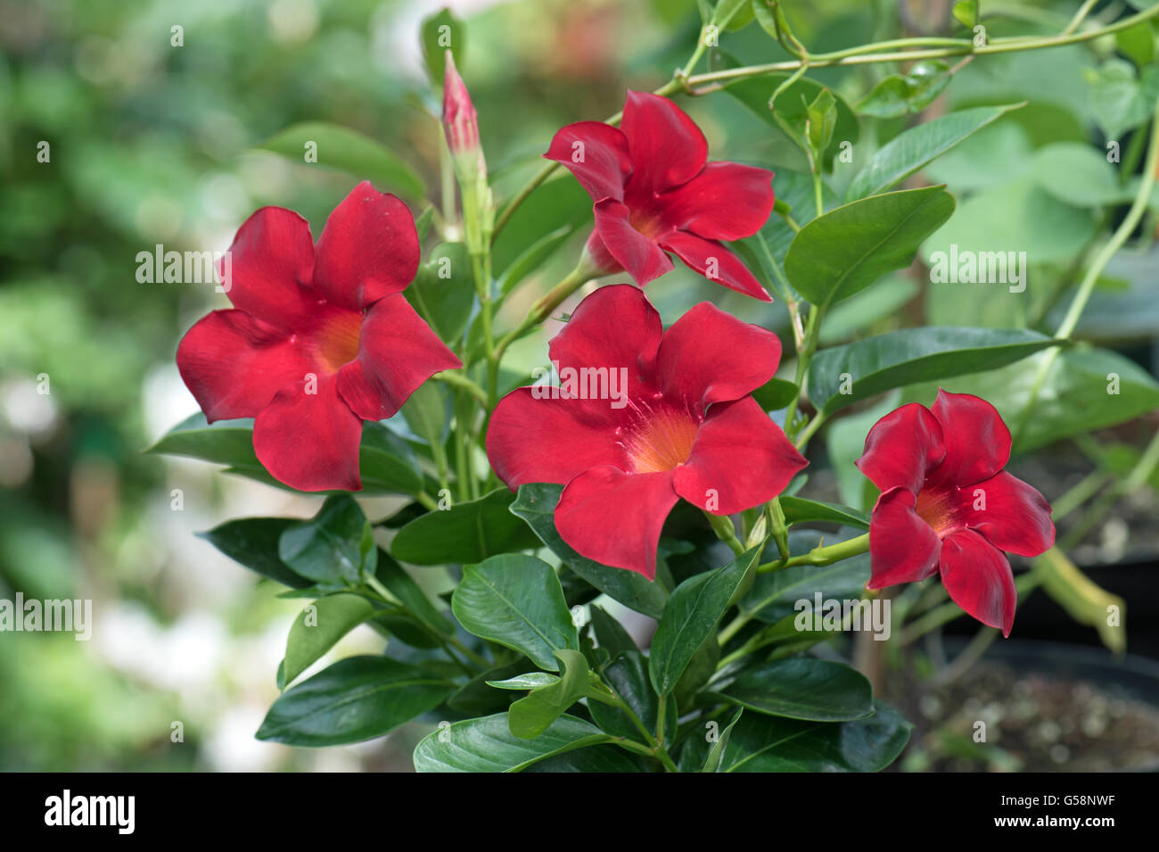 Mandevilla syn Dipladenia Stock Photo Alamy