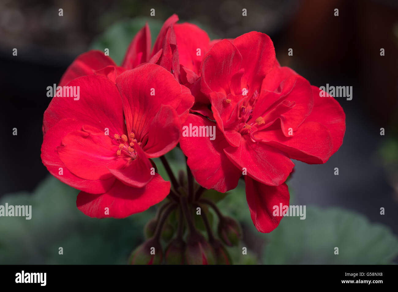 bright red double flowers of zonal Pelagonium 'Patriot', commonly