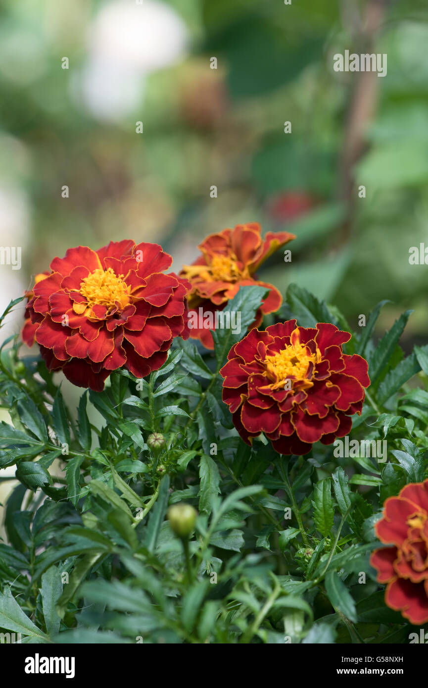 Mahogany red flowers of French marigold, Tagete patula Stock Photo