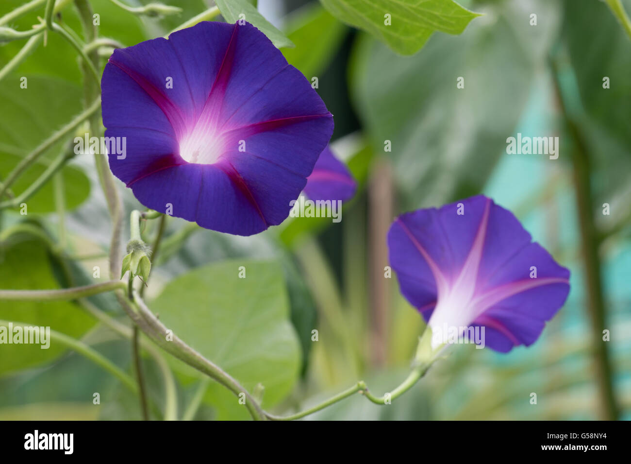Ipomoea Tricolor