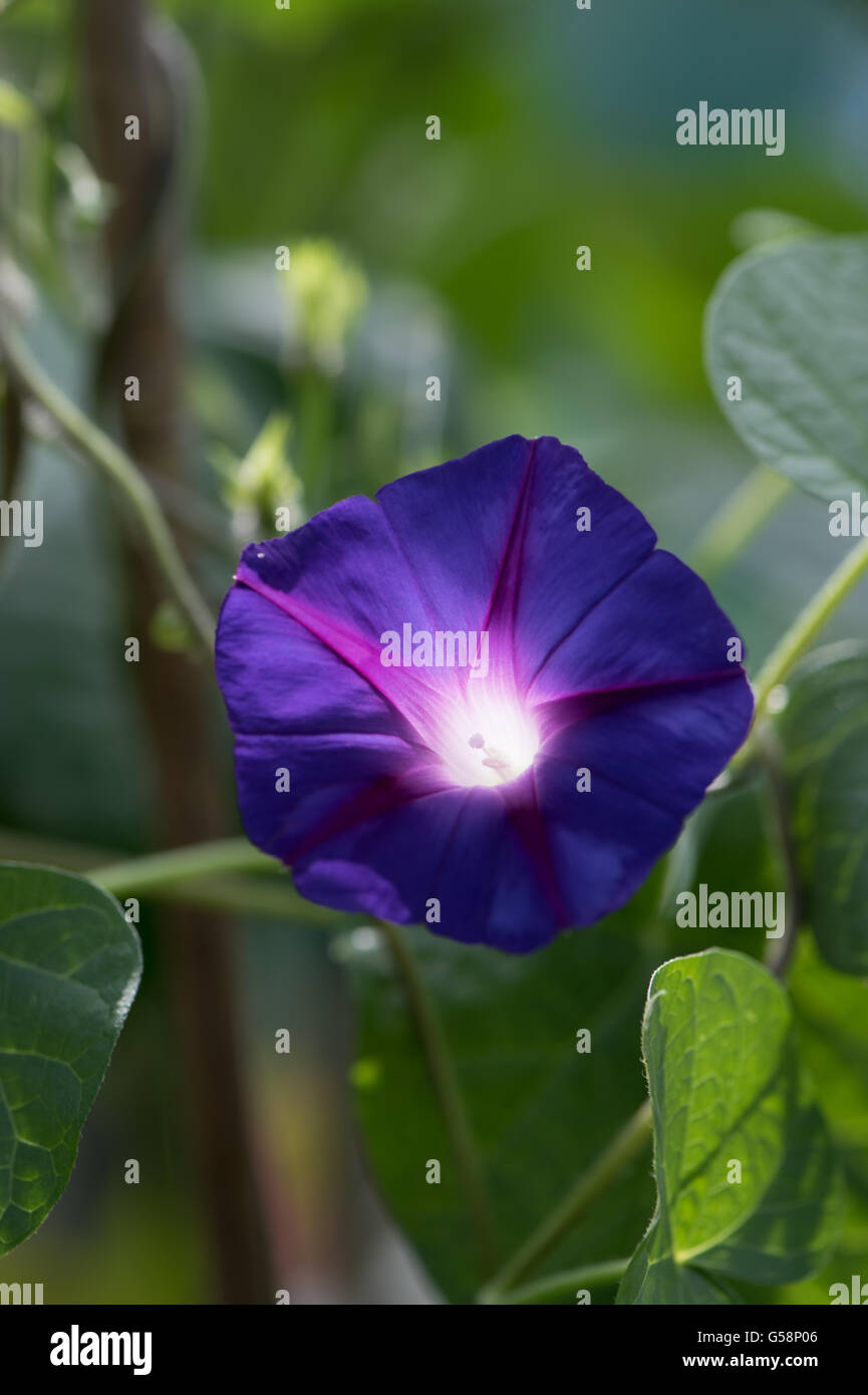 Ipomoea tricolor 'Heavenly Blue', commonly called 'morning glory' Stock Photo